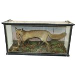 Taxidermy: A cased model of a Fox with Bird in mouth, in naturalistic woodland setting. (1)