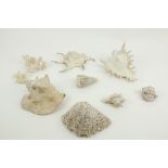 A quantity of miscellaneous Sea Shells and Coral. (a lot)