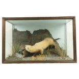 Taxidermy:  A stuffed and mounted Wildlife Group, depicting a ferret attacking a mallard, in