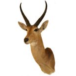 Taxidermy: A fine Reedbuck (Redunca-Redunca) neck, shoulder and head mount, 102cms x 38cms x