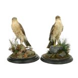 Taxidermy: A pair of stuffed and mounted Eurasian Sparrow Hawk (Accipiter Nisus), each perched on
