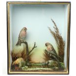 Taxidermy: A diorama with two prepared Common Redpoll or Mealy Redpoll (Achantis Flammea), each