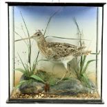 Taxidermy: A Common Snipe (Gallinago Gallinago), preserved as mounted on a faux rock amongst foliage