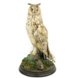 Taxidermy:  A stuffed and mounted long eared Owl, (Asio Otus) perched on a rock with undergrowth,