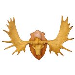 Taxidermy:  A fine pair of mounted Trophy Moose Antlers, (Alces-Alces), on partial skull, one antler