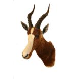 Taxidermy:  A fine Blesbok (Damaliscus-Pygargus Phillipsi) neck and head, mounted, 80cms x 30cms x