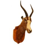 Taxidermy:  A good Blesbok (Damaliscus-Pygargus Phillipsi) neck and head mounted on shield shaped