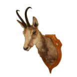 Taxidermy:  A good Chamois (Repicapra Rupicaprci) head and shoulder, mounted on shield shaped wooden