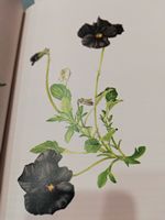 Signed Limited Edition Walsh (Wendy F.) & Nelson (E. Chas.) An Irish Flower Garden Replanted, sm. - Image 10 of 13