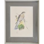 Kenneth J. Wood (20th century) - 'Female Sparrowhawk First Year Plumage', signed and dated 1977 also