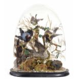 Taxidermy - group display of five small birds, modelled perched on naturalistic foliage on an