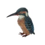 Austrian cold painted bronze figure of a kingfisher, in the manner of Bergmann, 3.75" high