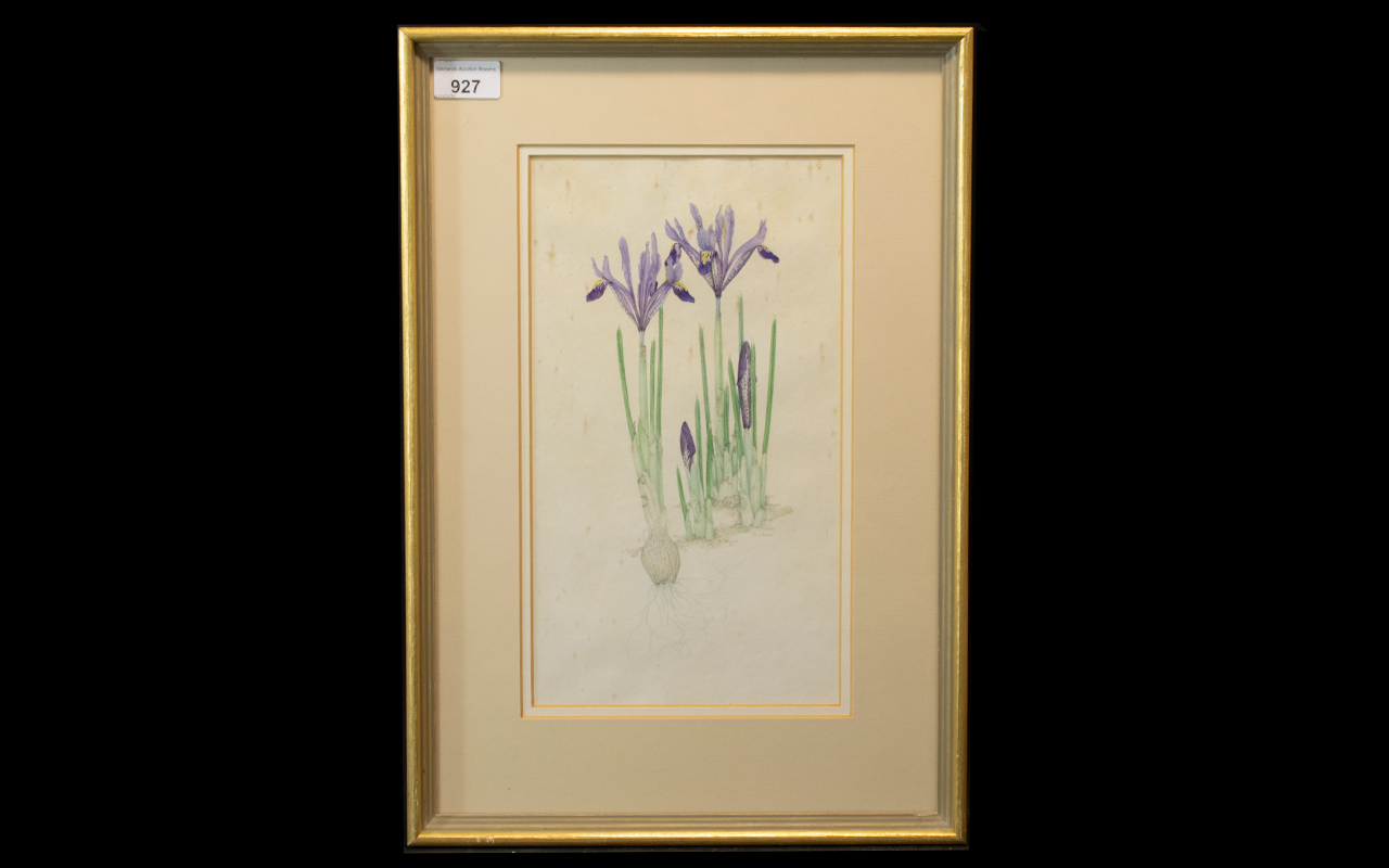 Mary Bates Botanical Watercolour of Iris