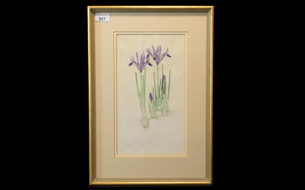 Mary Bates Botanical Watercolour of Iris Reticulata, framed and mounted behind glass, in a gilt