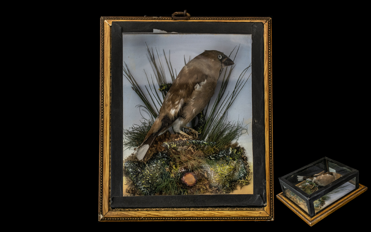 Taxidermy Interest - Small Display Bird on Branch with moss, with a paper label J & W Davis,