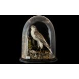 Taxidermy Interest - Bird of Prey on a rocky base with its kill. Black wooden base with glass dome.