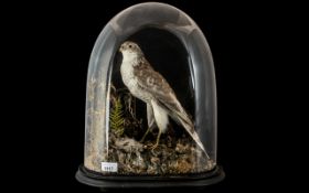 Taxidermy Interest - Bird of Prey on a rocky base with its kill. Black wooden base with glass dome.