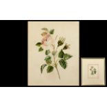 Botanical Interest - Original Early 19th Century Watercolour, depicting a delicate pale pink rose.