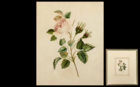 Botanical Interest - Original Early 19th Century Watercolour, depicting a delicate pale pink rose.