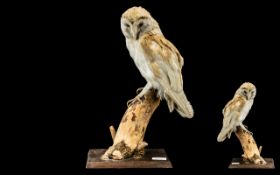 Taxidermy Interest - Barn Owl on Tree Stump, mounted on wooden block. Measures 17" tall.