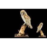 Taxidermy Interest - Barn Owl on Tree Stump, mounted on wooden block. Measures 17" tall.