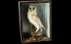 Taxidermy Interest Antique Cased Barn Owl Late 19th/early 20th century cased male Barn Owl mounted