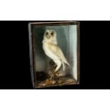 Taxidermy Interest Antique Cased Barn Owl Late 19th/early 20th century cased male Barn Owl mounted