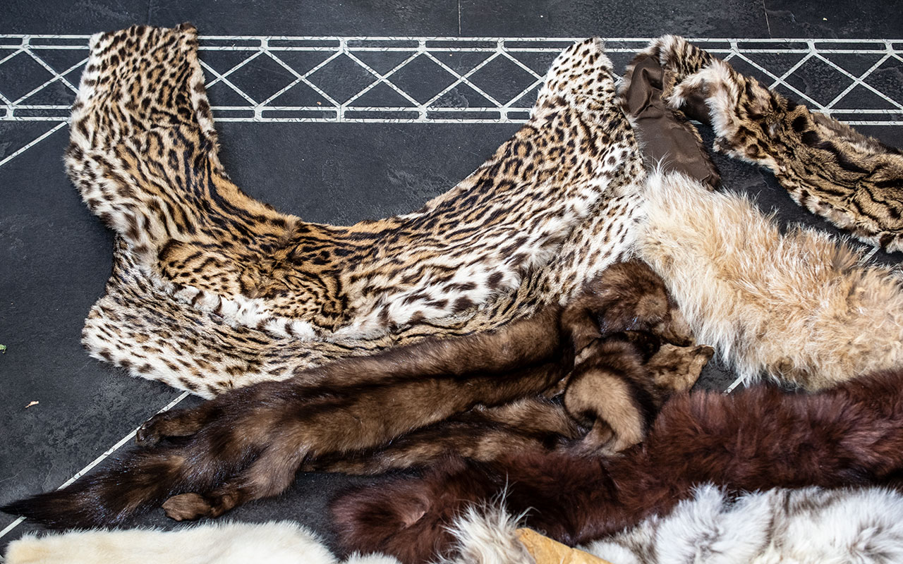 A Large Quantity of Fur Pelts, very good collection and condition. - Bild 2 aus 8