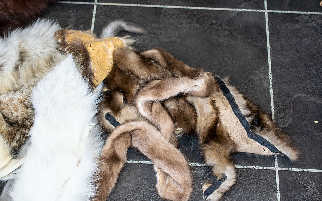 A Large Quantity of Fur Pelts, very good collection and condition. - Bild 5 aus 8