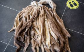 A Quantity of Mink Pelts, very good collection and condition.