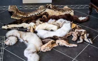 A Large Quantity of Fur Pelts, very good collection and condition.