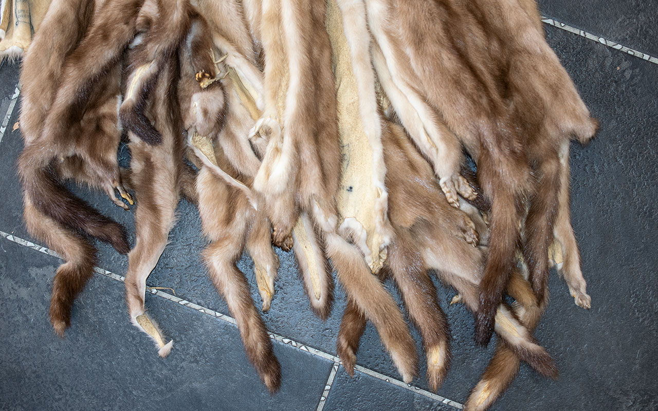 A Quantity of Mink Pelts, very good collection and condition. - Bild 2 aus 2