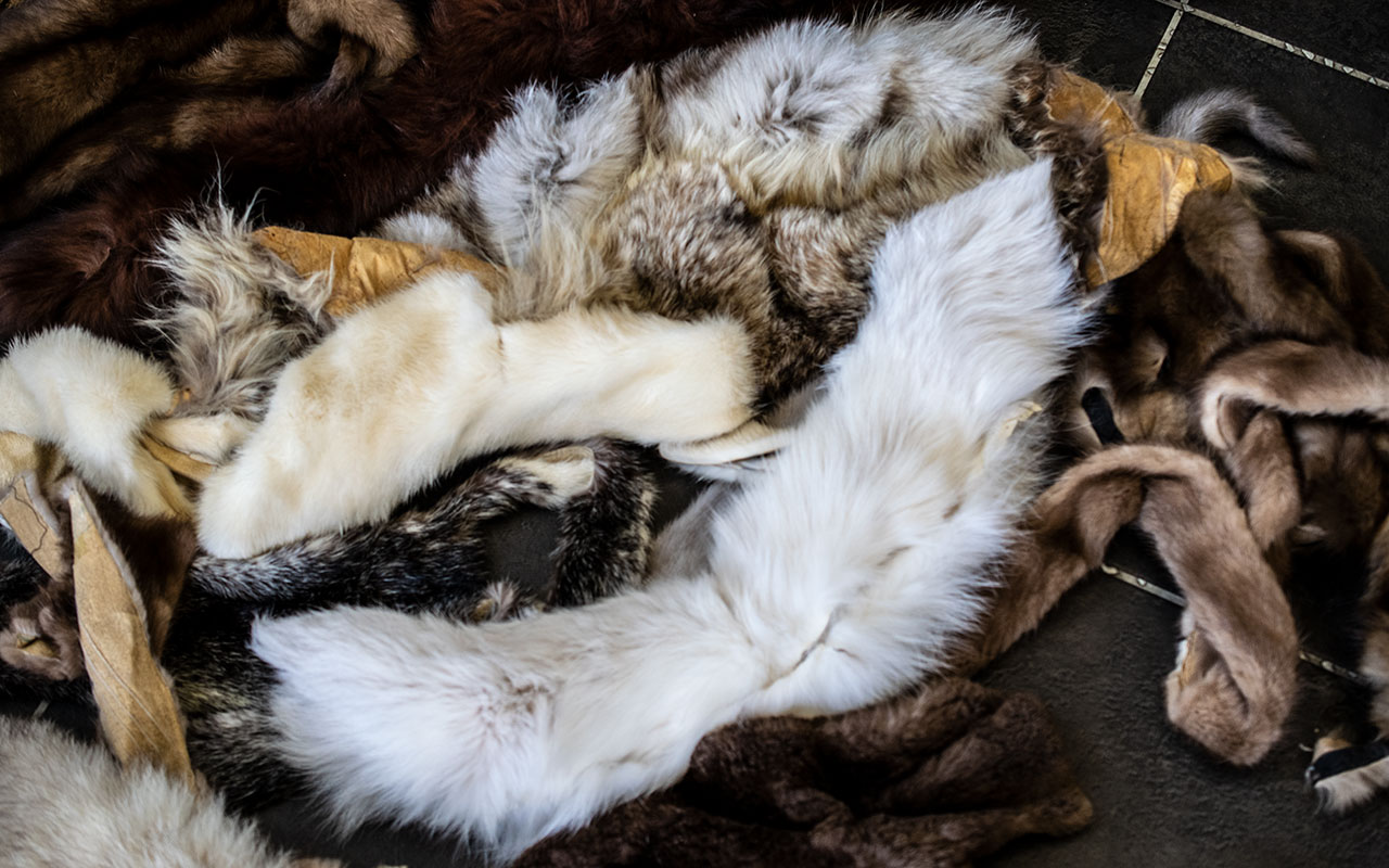 A Large Quantity of Fur Pelts, very good collection and condition. - Bild 3 aus 8