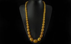 A Fine Quality Early 20th Century Egg Yoke Amber Graduated Beaded Necklace, of Long Length. 30