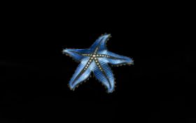 Norwegian Enamelled Silver Brooch, the lovely quality enamel showing a starfish design; good