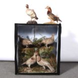 Taxidermy - an arrangement of four Red Grouse; and two taxidermy ducks