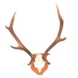 A pair of red deer antlers; a mounted hoof; a harness with horse brasses, etc