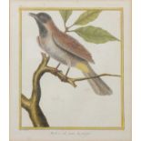 Emily Weatherhead, Birds on branches, a pair and others