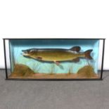 Taxidermy - large cased pike