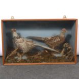 Taxidermy - a pair of cased pheasants