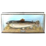Taxidermy - Brown Trout, 5lb 6ozs,