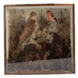 Taxidermy - an early 20th century arrangement with falcon, male chaffinch, and blackbird