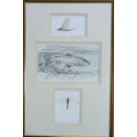 Charles Jardine, pencil and watercolour, Studies of a trout and mayflies, signed, largest 15 x 24cm,