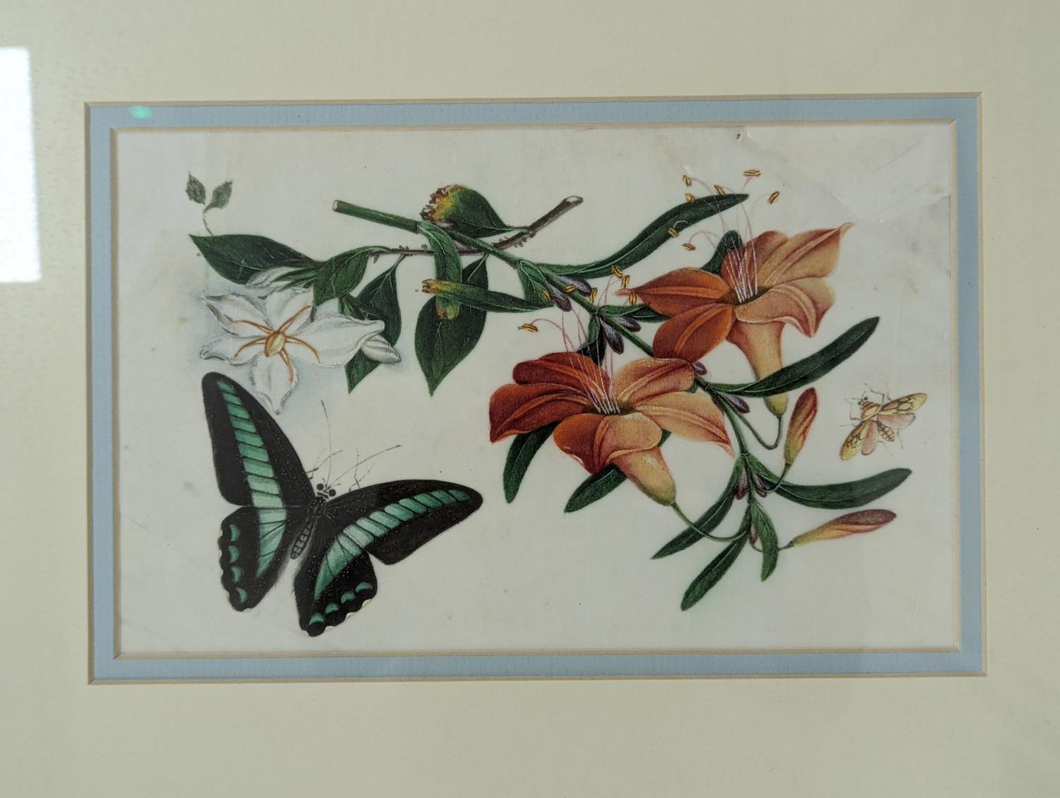 19th century Chinese School, pair of gouache on pith paper, Studies of butterflies and flowers, 14 x - Image 3 of 4