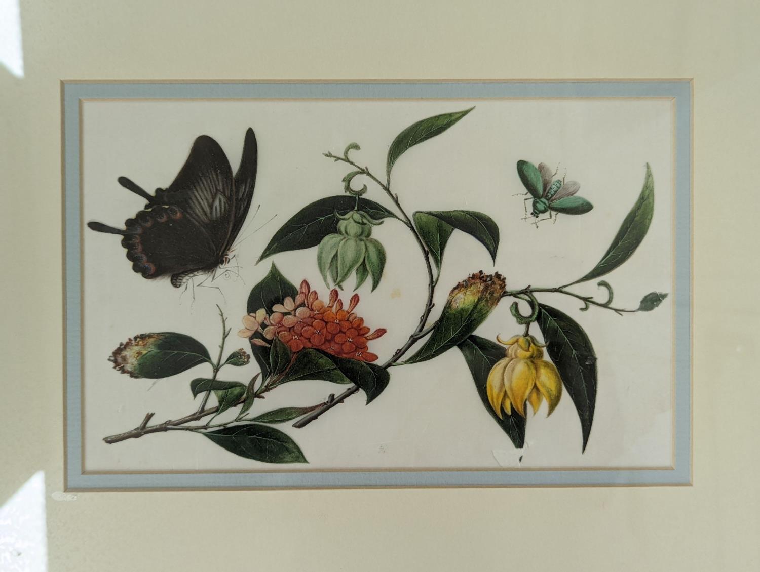 19th century Chinese School, pair of gouache on pith paper, Studies of butterflies and flowers, 14 x - Image 2 of 4