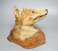 A taxidermy fox's head, mounted