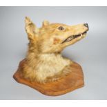 A taxidermy fox's head, mounted