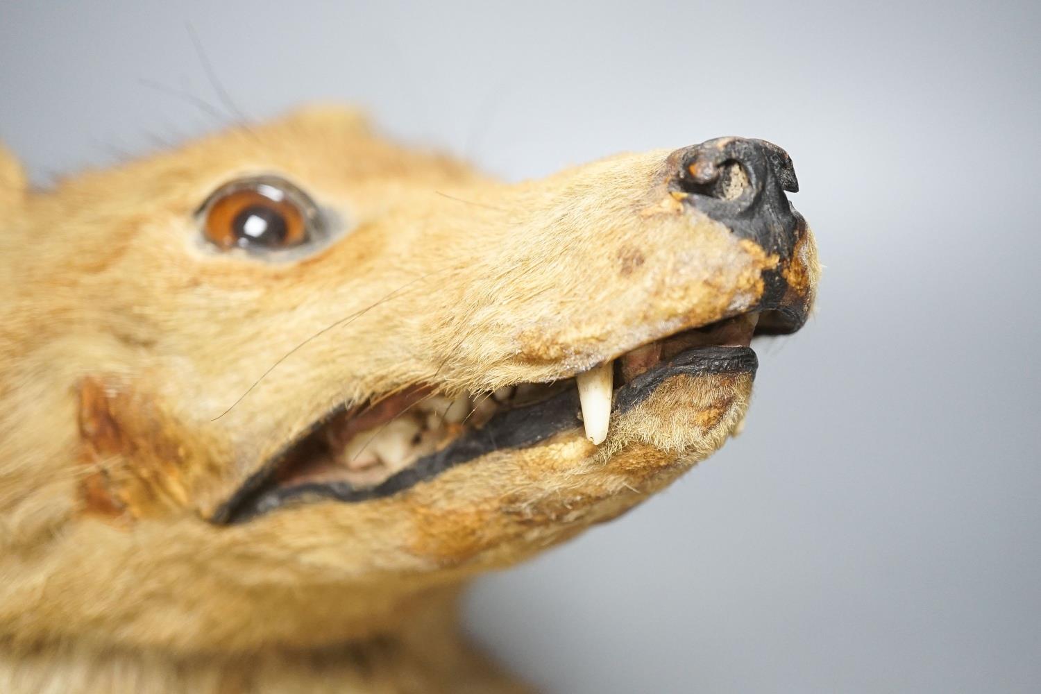 A taxidermy fox's head, mounted - Image 2 of 4