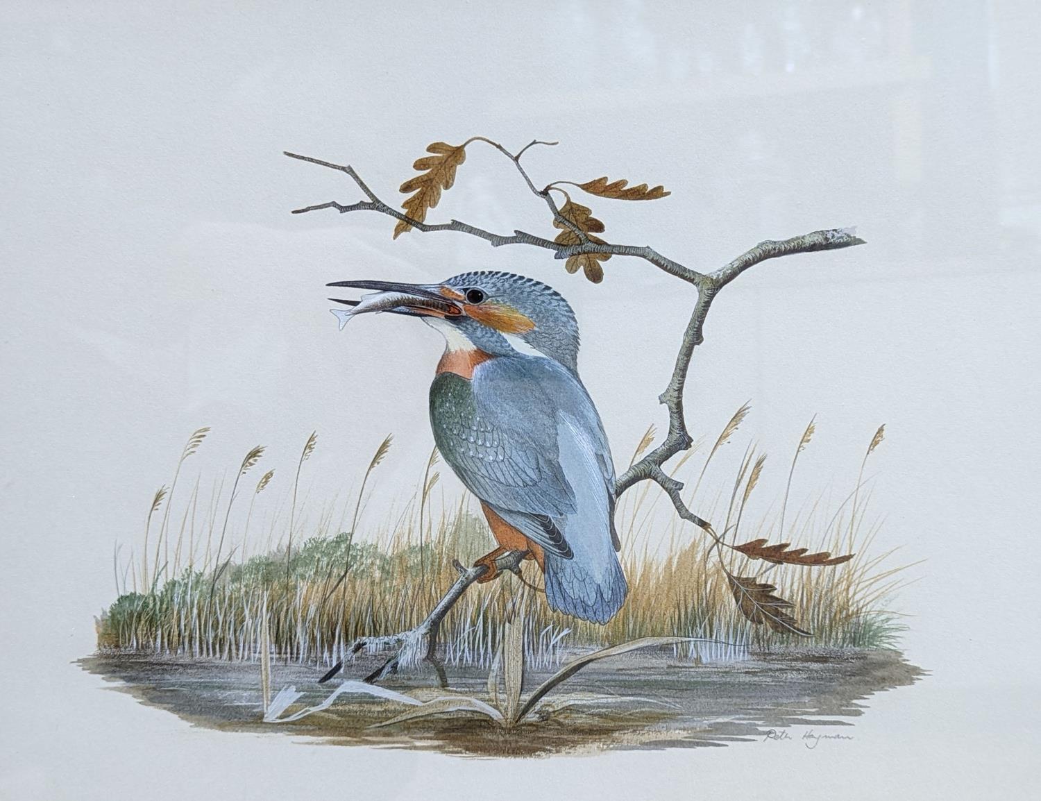 Peter Hayman (1930-), watercolour, Kingfisher beside a river, signed, 29 x 38cm