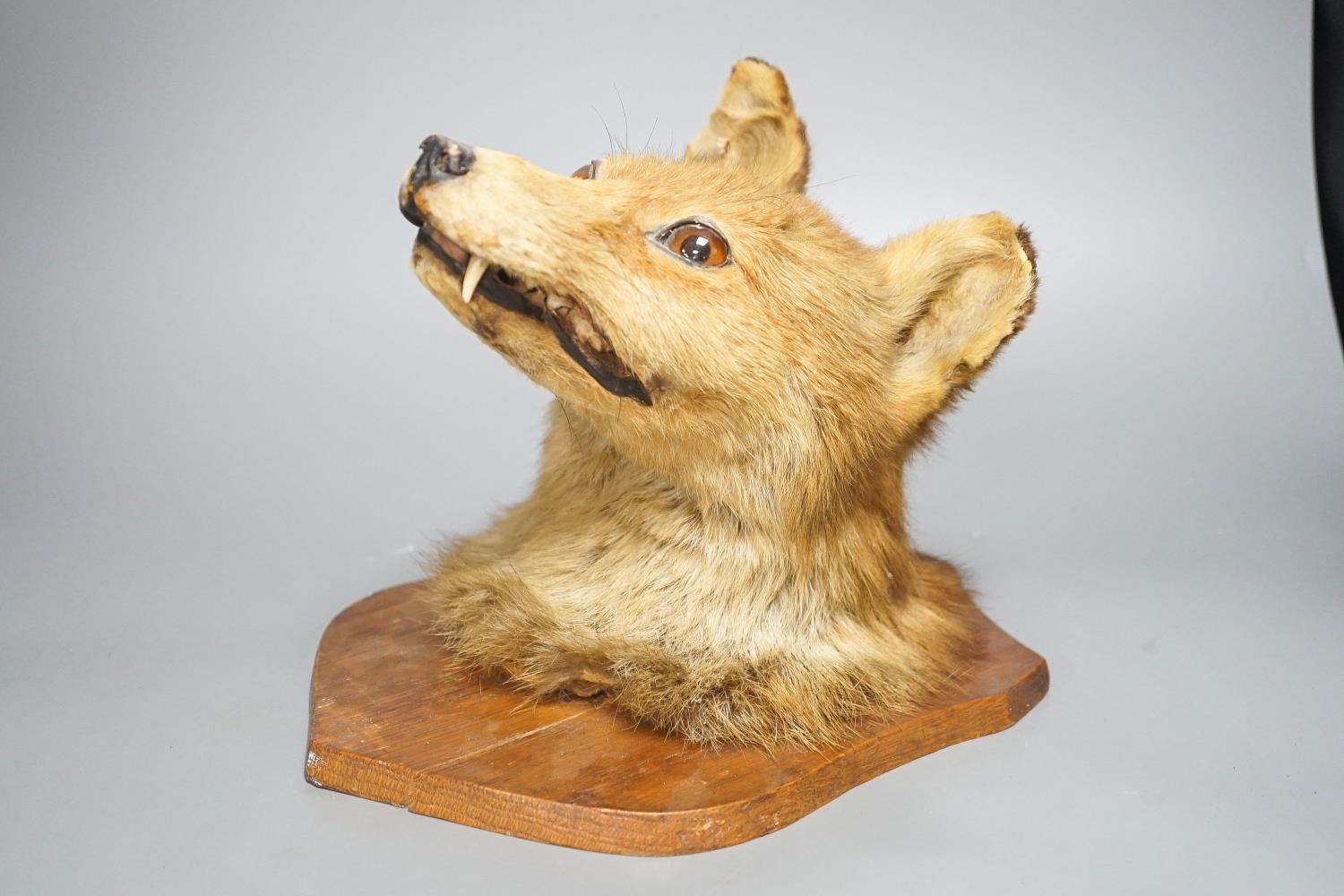 A taxidermy fox's head, mounted - Image 4 of 4